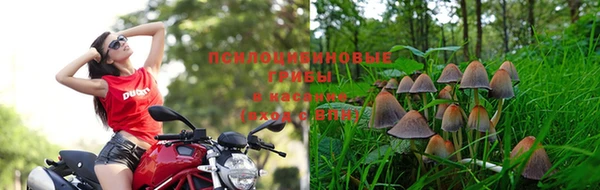 стаф Верея